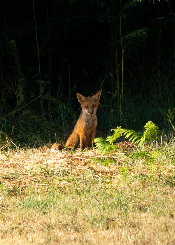 Renard Roux